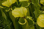 Yellow pitcherplant